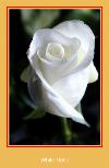 White Rose Рингтон для Samsung.