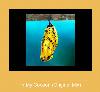 In My Cocoon (Original Mix) శామ్సంగ్ కోసం రింగ్టోన్