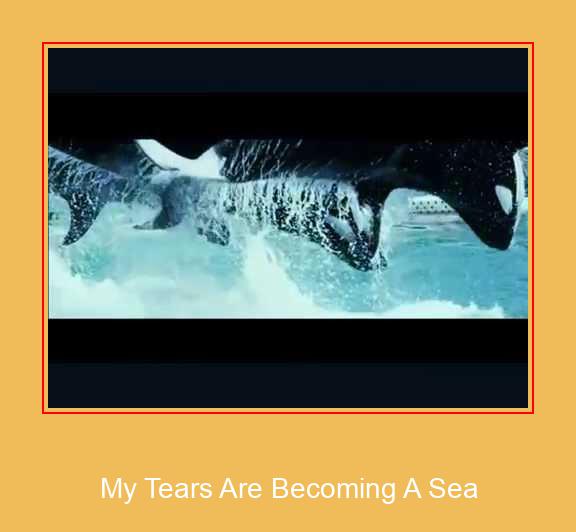 My Tears Are Becoming A Sea Samsung Ringtone Download Free