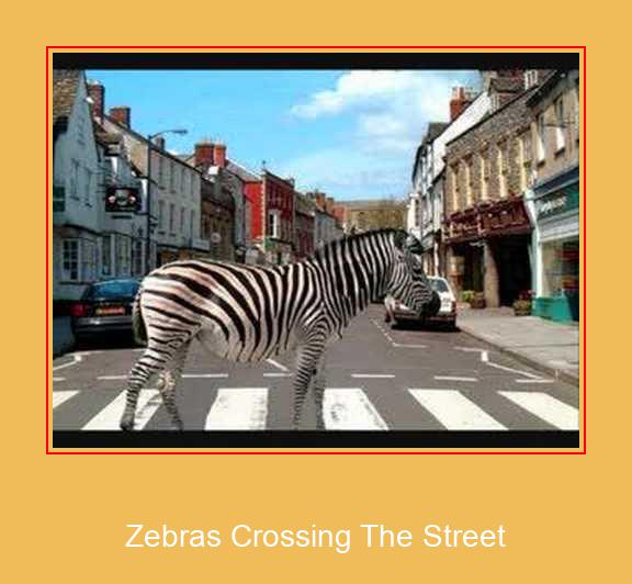 Zebras Crossing The Street 삼성 벨소리 다운로드 무료