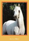 Arabian Horse Ringtone for Samsung