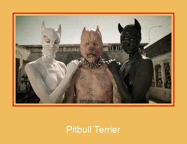 Pitbull Terrier Samsung Ringtone Lae alla tasuta
